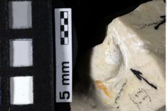 Foto (Detailansicht) von Cracensigillatus gracilirostrus (Robins et al., 2013) (NHMW-GEO-1990-0041-0178)